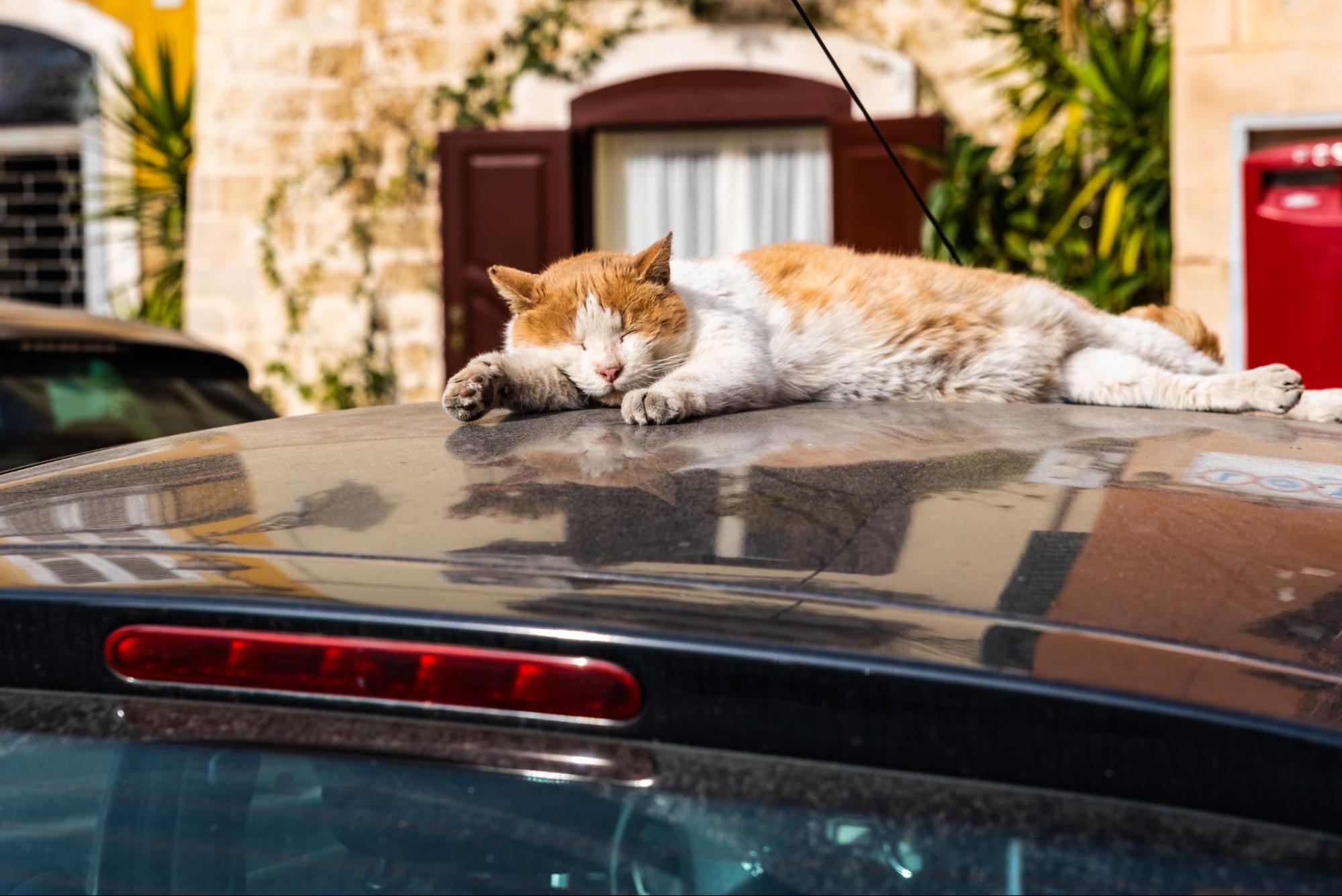 kot śpiący na samochodzie